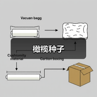 橄榄种子（图4）
