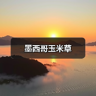 墨西哥玉米草（图2）
