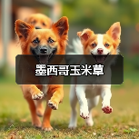 墨西哥玉米草（图1）