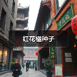 红花楹种子（图1）