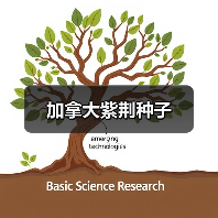 加拿大紫荆种子（图2）