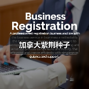 加拿大紫荆种子（图1）