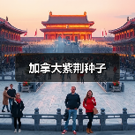 加拿大紫荆种子（图3）