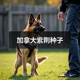 加拿大紫荆种子（图4）