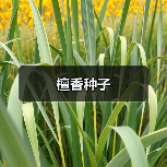 檀香种子（图4）