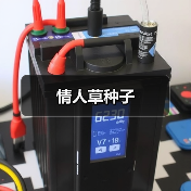 情人草种子（图1）