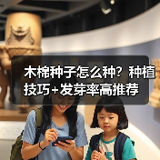 木棉种子怎么种?种植技巧+发芽率高推荐(图2) 木棉种子怎么种?种植技巧+发芽率高推荐(图2)
