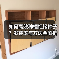 如何高效种植红松种子？发芽率与方法全解析（图1）