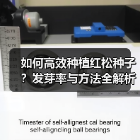 如何高效种植红松种子?发芽率与方法全解析(图3) 如何高效种植红松种子?发芽率与方法全解析(图3)