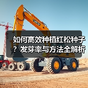 如何高效种植红松种子？发芽率与方法全解析（图4）