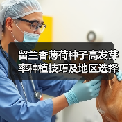 留兰香薄荷种子高发芽率种植技巧及地区选择（图1）
