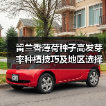 留兰香薄荷种子高发芽率种植技巧及地区选择（图4）