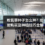 败酱草种子怎么种?批发购买及种植技巧全解析(图1) 败酱草种子怎么种?批发购买及种植技巧全解析(图1)