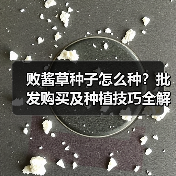 败酱草种子怎么种？批发购买及种植技巧全解析（图4）