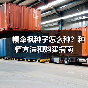 幔伞枫种子怎么种?种植方法和购买指南(图2) 幔伞枫种子怎么种?种植方法和购买指南(图2)