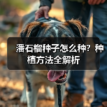 潘石榴种子怎么种?种植方法全解析(图2) 潘石榴种子怎么种?种植方法全解析(图2)