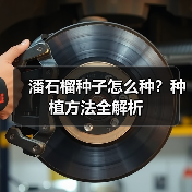 潘石榴种子怎么种?种植方法全解析(图4) 潘石榴种子怎么种?种植方法全解析(图4)