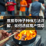 芨芨草种子种植方法详解，如何选择高产饲草？（图3）