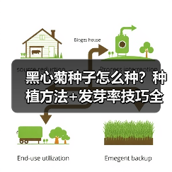 黑心菊种子怎么种?种植方法+发芽率技巧全解析(图4) 黑心菊种子怎么种?种植方法+发芽率技巧全解析(图4)