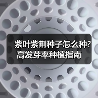 紫叶紫荆种子怎么种？高发芽率种植指南（图2）