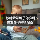 紫叶紫荆种子怎么种？高发芽率种植指南（图3）