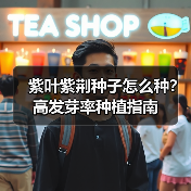 紫叶紫荆种子怎么种？高发芽率种植指南（图4）