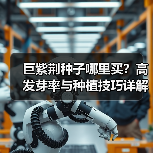 巨紫荆种子哪里买?高发芽率与种植技巧详解(图2) 巨紫荆种子哪里买?高发芽率与种植技巧详解(图2)