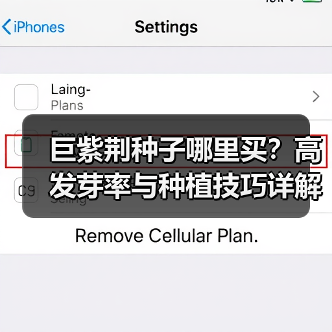巨紫荆种子哪里买?高发芽率与种植技巧详解(图3) 巨紫荆种子哪里买?高发芽率与种植技巧详解(图3)