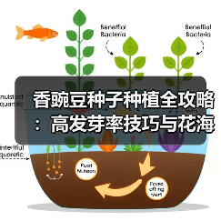 香豌豆种子种植全攻略：高发芽率技巧与花海打造方法（图1）