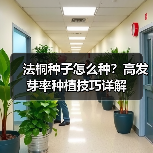 法桐种子怎么种？高发芽率种植技巧详解（图2）