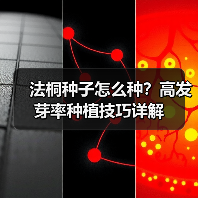 法桐种子怎么种？高发芽率种植技巧详解（图3）