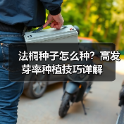 法桐种子怎么种？高发芽率种植技巧详解（图4）