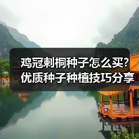 鸡冠刺桐种子怎么买?优质种子种植技巧分享(图4) 鸡冠刺桐种子怎么买?优质种子种植技巧分享(图4)