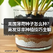 美国薄荷种子怎么种？高发芽率种植技巧全解析（图2）