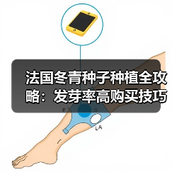法国冬青种子种植全攻略：发芽率高购买技巧解析（图1）