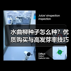 水曲柳种子怎么种？优质购买与高发芽率技巧（图4）