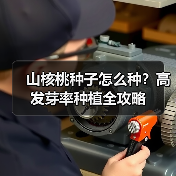山核桃种子怎么种？高发芽率种植全攻略（图1）