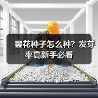昙花种子怎么种？发芽率高新手必看（图1）