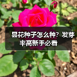 昙花种子怎么种？发芽率高新手必看（图2）