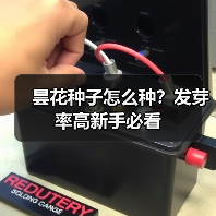 昙花种子怎么种?发芽率高新手必看(图4) 昙花种子怎么种?发芽率高新手必看(图4)