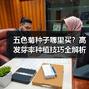 五色菊种子哪里买?高发芽率种植技巧全解析(图2) 五色菊种子哪里买?高发芽率种植技巧全解析(图2)