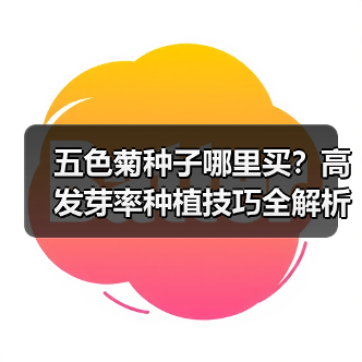 五色菊种子哪里买？高发芽率种植技巧全解析（图4）