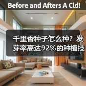 千里香种子怎么种？发芽率高达92%的种植技巧（图3）