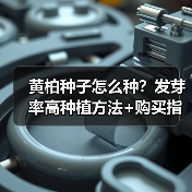 黄柏种子怎么种？发芽率高种植方法+购买指南（图1）