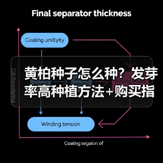 黄柏种子怎么种?发芽率高种植方法+购买指南(图2) 黄柏种子怎么种?发芽率高种植方法+购买指南(图2)