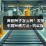 黄柏种子怎么种?发芽率高种植方法+购买指南(图3) 黄柏种子怎么种?发芽率高种植方法+购买指南(图3)