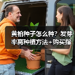 黄柏种子怎么种？发芽率高种植方法+购买指南（图4）