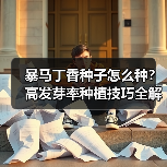 暴马丁香种子怎么种？高发芽率种植技巧全解析（图2）