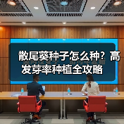 散尾葵种子怎么种？高发芽率种植全攻略（图3）