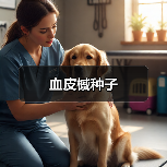 血皮槭种子（图4）